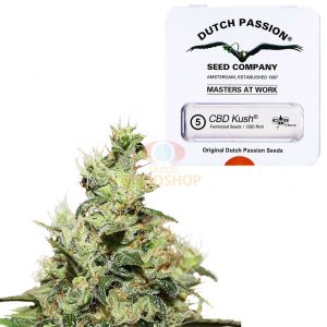 Cannabis Samen kaufen im Dutch-headshop Online Shop